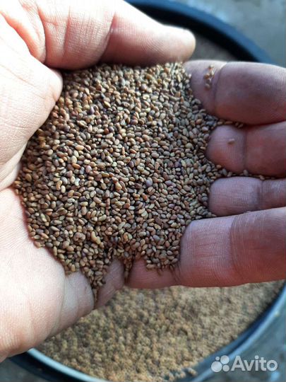 Продаю семена люцерны