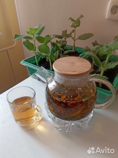 Мята комнатная (плекрантус)