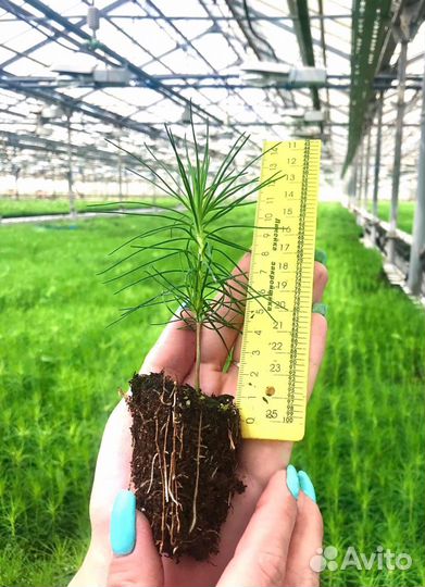 Сосна обыкновенная продажа (саженцы)