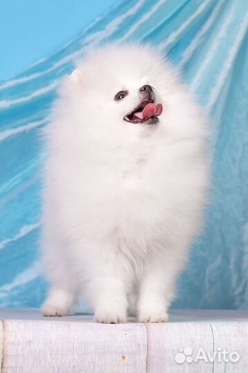 Белый померанский шпиц мальчик
