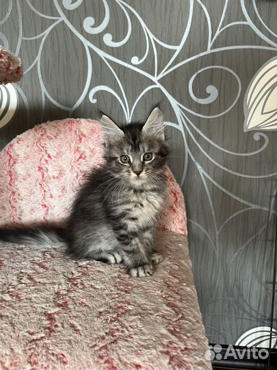 Котята мейн-кун