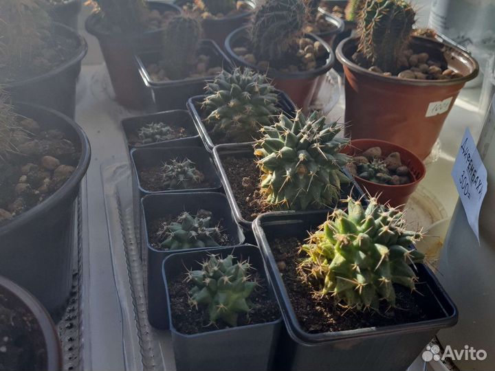 Кактус и суккуленты