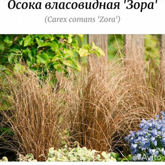 Осока власовидная Зорро