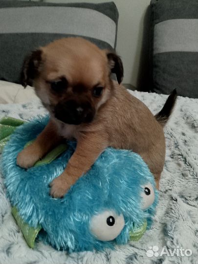 Щенки чихуа хуа