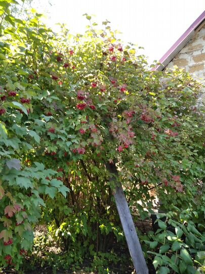 Участок 5 сот. (ИЖС)