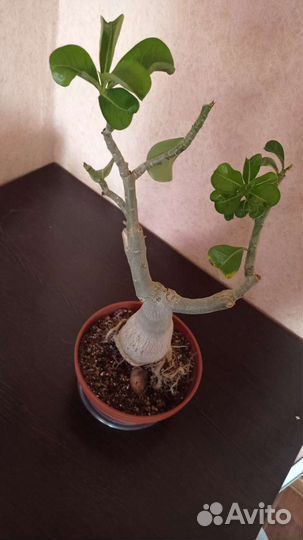 Адениум взрослый