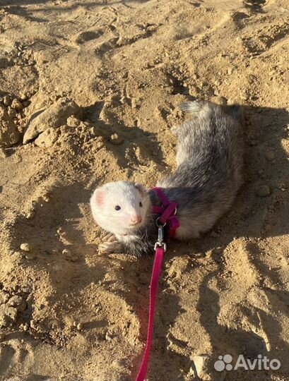 Хорек экзот