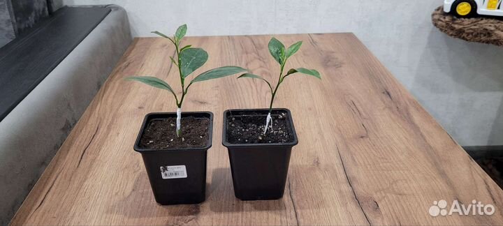 Плодоносящие цитрусовые растения