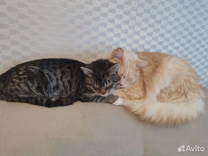 Котик ищет дом. Кастрирован