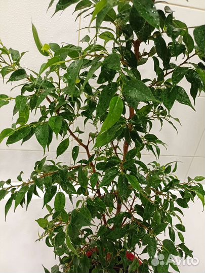 Фикус бенджамина большой
