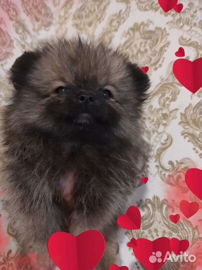 Померанский шпиц