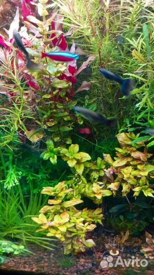 Гуппи Черный Монах