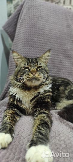 Котята мейн-кун