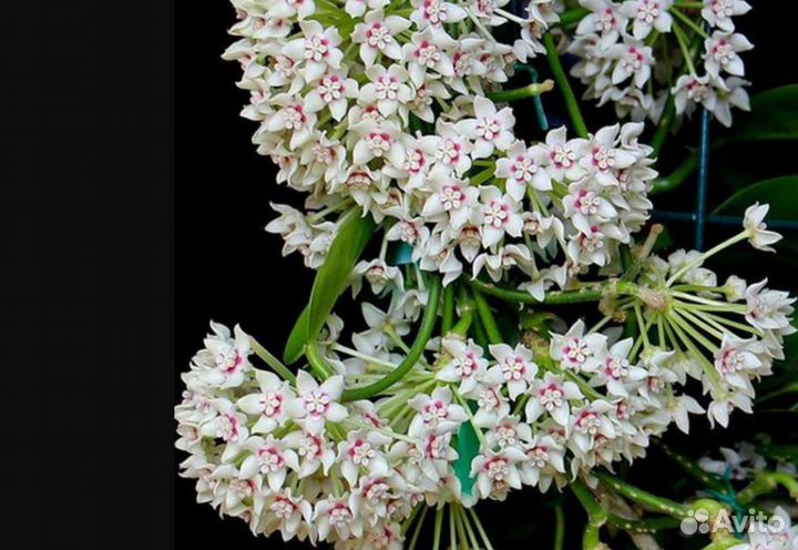 Хойя (разные) часть первая