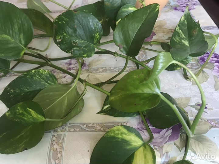 Сциндапсус золотистый