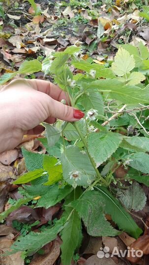 Клубника и малина ремонтантная