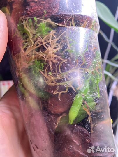 Фаленопсис Сказка