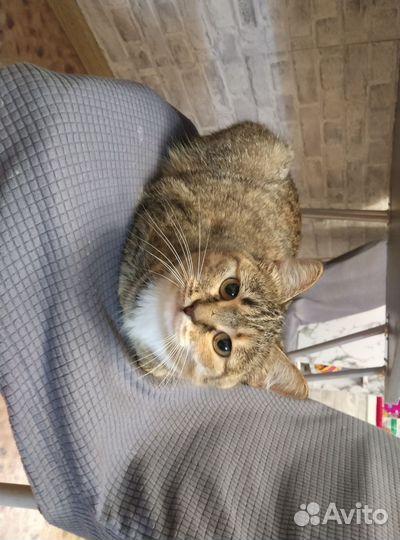 Кошка бессплатно