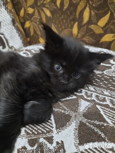 Кошки мейн-кун