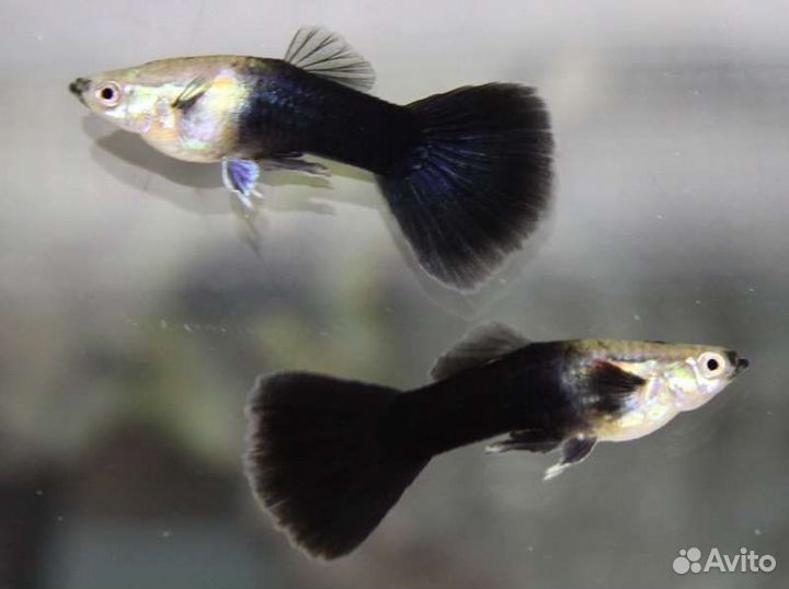 Рыбка петушок(самка) кои, Пецилия