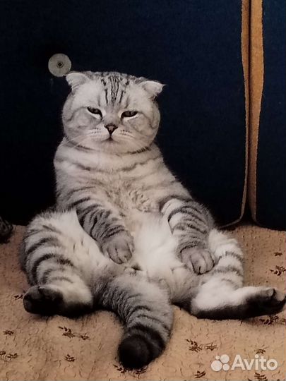 Передержка кошечек, и собак мелких и средних пород