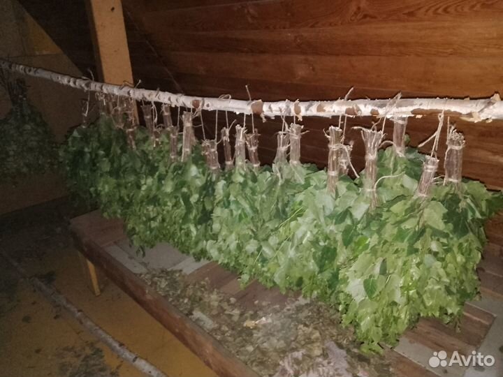 Березовые веники
