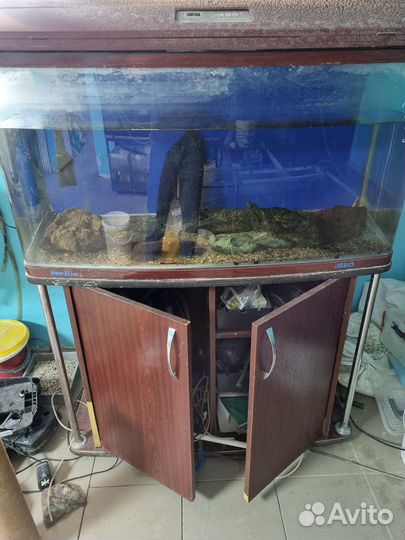 Аквариум джебо