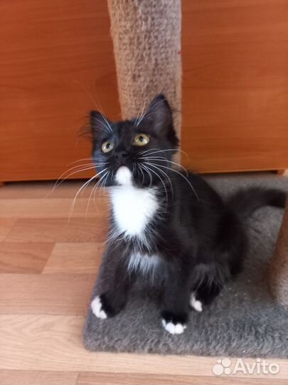 Котенок девочка