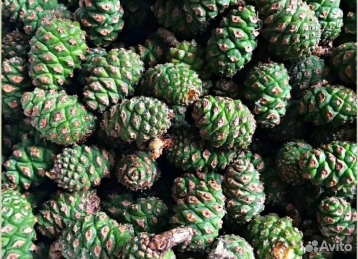 Шишка зеленая сосновая