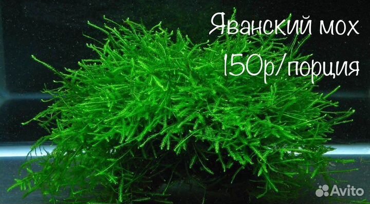 Аквариумные растения