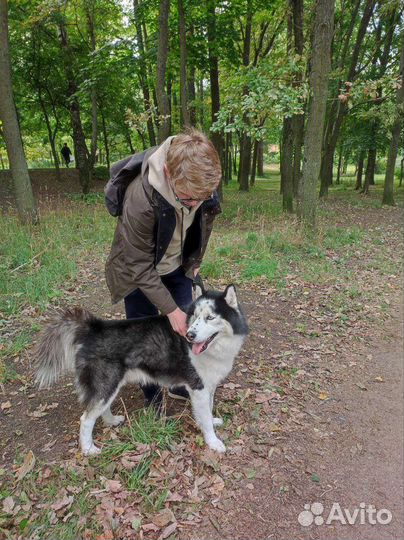 Выгул собак