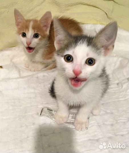 Маленькие котята ищут семью