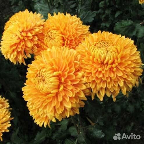 Декоративные многолетники для сада