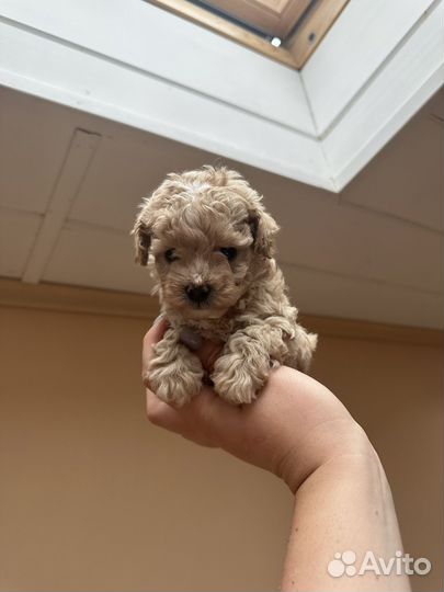 Щенки мальтипу