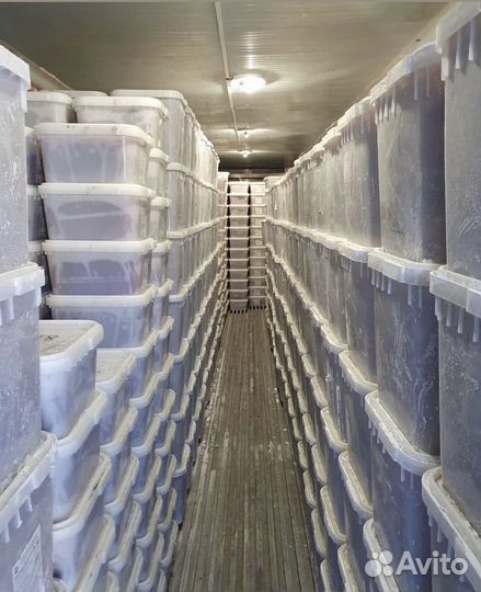 Красная икра оптом