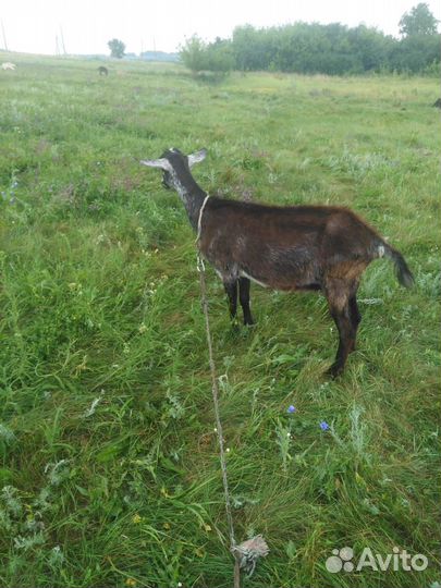 Домашние животные козы