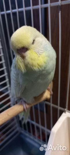 Выставочный волнистый попугай, самец