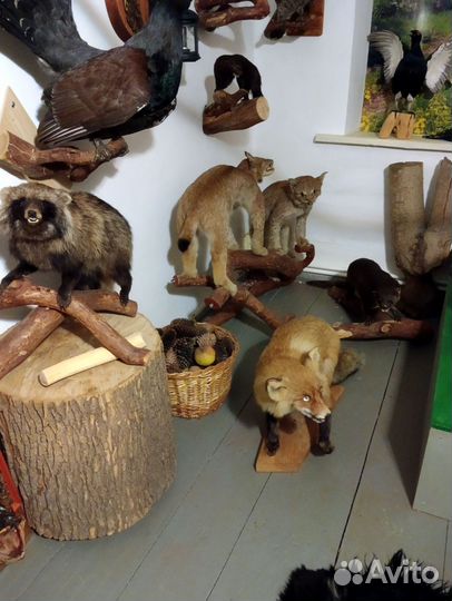 Чучела животных