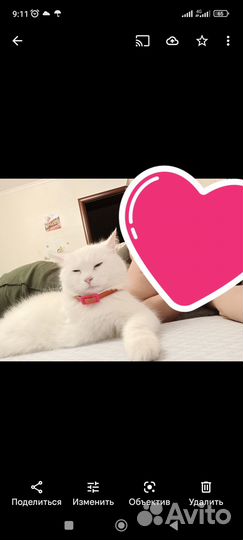 Кошка бесплатно