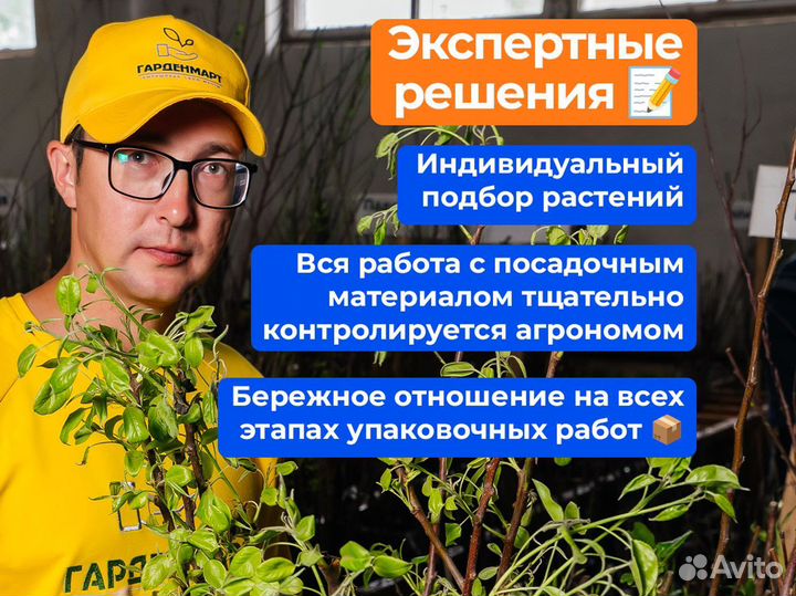 Саженцы черешни. Оптом