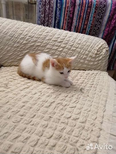 Котенок 3 месяца, в добрые руки