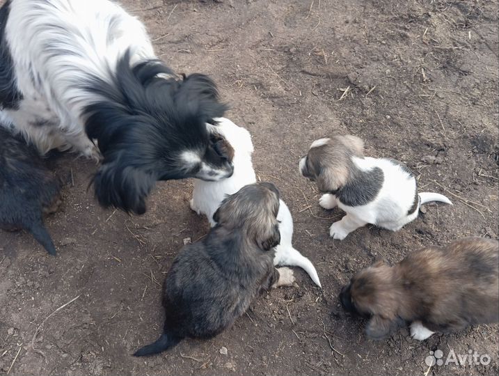 Щенки