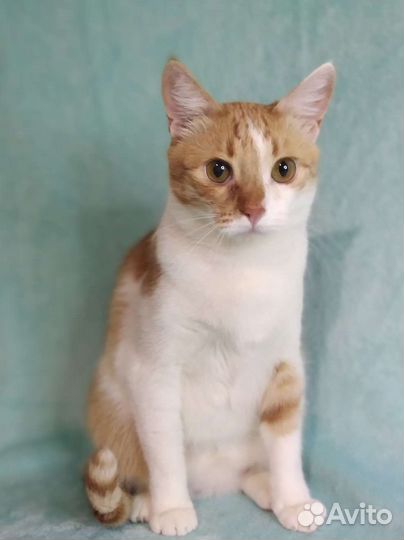 Роман ищет дом