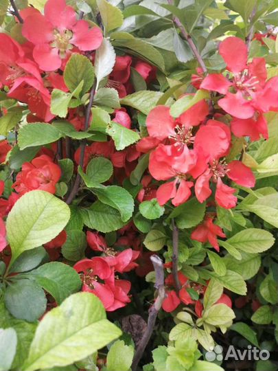 Айва японская саженцы