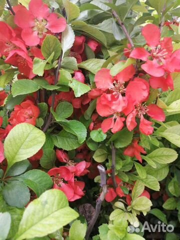 Айва японская саженцы