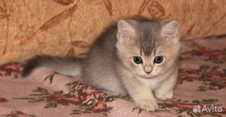 Британские котята Голубое золото Кошечка Дина