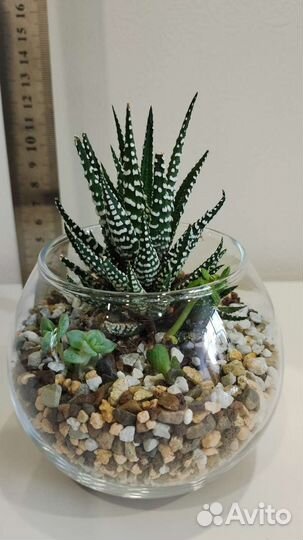 Флорариумы с суккулентами в кашпо Икея