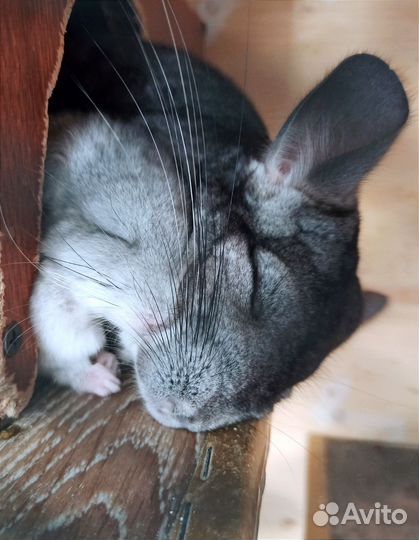 Шиншилла (мальчик)