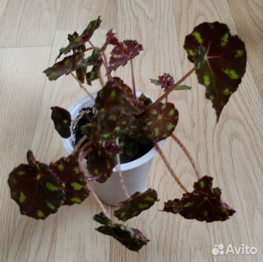 Бегония тигровая