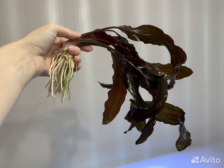 Аквариумные растения